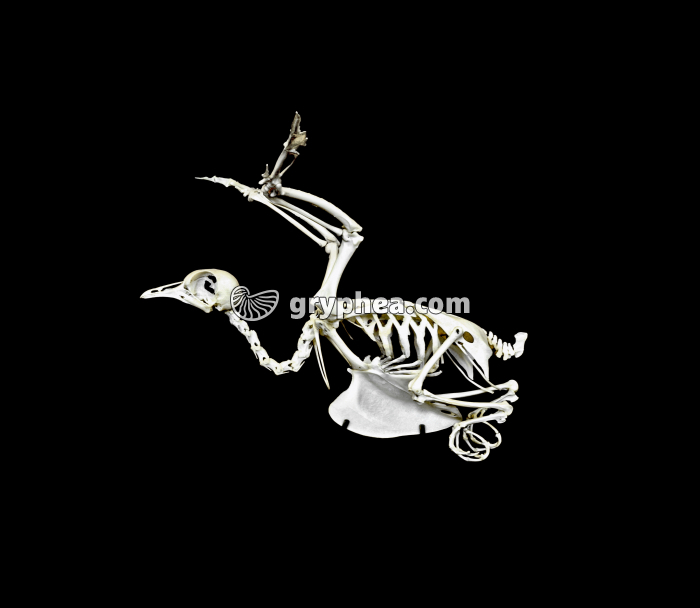 Squelette vol Oiseau - gryphea.com